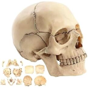1: 2 PVC Skull Anatomical Models, Including 15 Assembly Parts in Kuwait