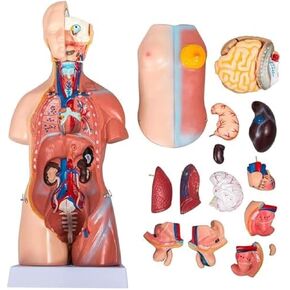 Torso Model 45cm Human 23 Parts Body Skeleton Life-Size Medical Education Tool in Kuwait