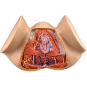 A Life Sized Human Gynecological Anatomy Model for Female Reproductive Organs, Colorful Teaching, and Medical Education in Kuwait