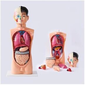 Skeleton Internal Organs Male Human Torso Anatomy Model for Medical Students with Detachable Brain and Heart Suitable for Classroom Students in Kuwait