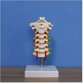 Human Cervical Spine Bone Simulation Orthopedic Teaching Detachable Muscle Anatomy Model in Kuwait