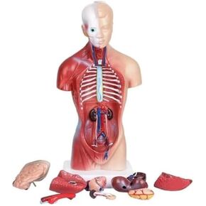 Human Organ Model, Medical Learning Tool, 15 Part Detachable Organ Skeleton in Kuwait