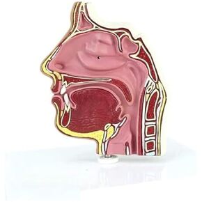 Cavity Anatomy Model Endoscopic Puncture for Science Classroom Learning Display Teaching Model in Kuwait