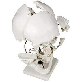 Teaching Anatomy of 17 Separated Human Skull Models in Kuwait