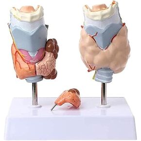 Thyroid Pathology Preservation Model, Medical Education, and Doctor-Patient Communication Teaching Aids in Kuwait