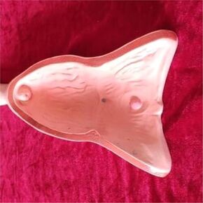 Canine Uterus, Ovary, and Bladder Models for Teaching Anatomy in Veterinary Uterine Medicine in Kuwait