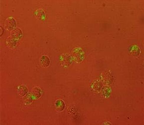 MyQuVigen™ Fluorescent Magnetic Nanoparticle Streptavidin Conjugates, 535 nm Emission, Superparamagnetic Iron Oxide with Quantum Dots in Saudi Arabia