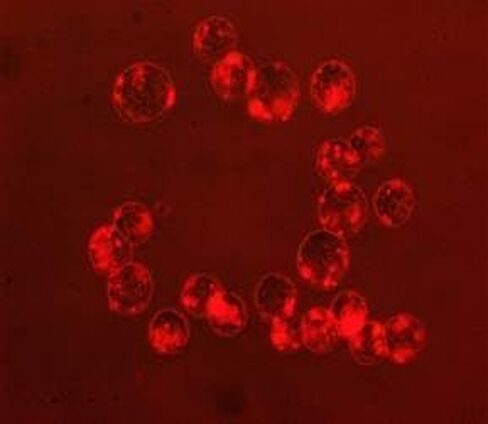 MyQuVigen™ – Fluorescent nanoparticle streptavidin conjugates, 615nm in Saudi Arabia