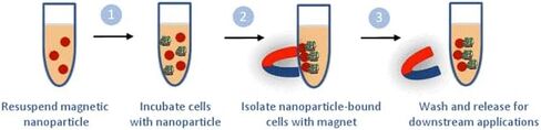 MyQuVigen™ – Fluorescent nanoparticle streptavidin conjugates, 615nm in Saudi Arabia