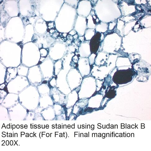 سودان بلاك بي ستين باك (للدهون)، 125 مل in Kuwait