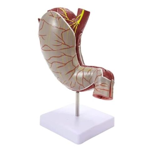 The Human Stomach is Enlarged 1.5 Times and Divided Into Two Anatomical Models for Learning(1 Pack) in Kuwait