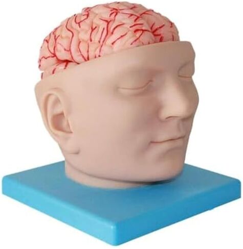 A Human Brain Anatomical Model with 9 Detachable Parts for Digital Recognition, Used for Science Classroom Learning in Kuwait