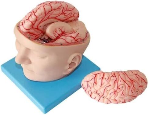 A Human Brain Anatomical Model with 9 Detachable Parts for Digital Recognition, Used for Science Classroom Learning in Kuwait