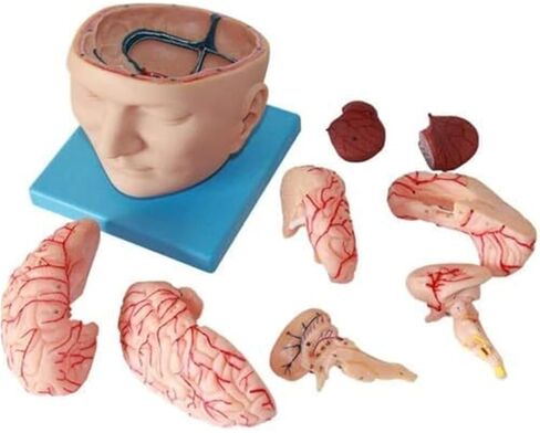 A Human Brain Anatomical Model with 9 Detachable Parts for Digital Recognition, Used for Science Classroom Learning in Kuwait