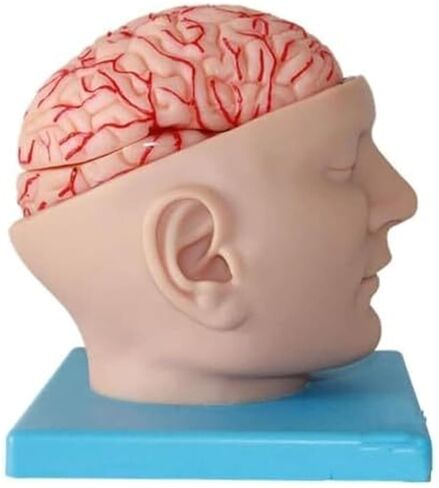 A Human Brain Anatomical Model with 9 Detachable Parts for Digital Recognition, Used for Science Classroom Learning in Kuwait