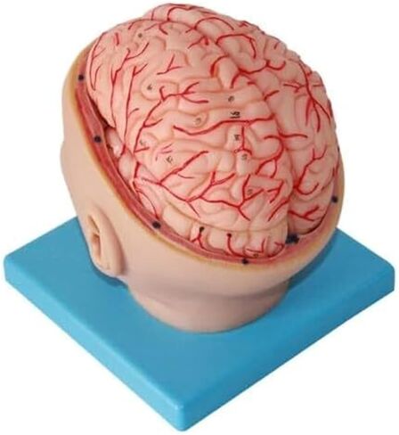 A Human Brain Anatomical Model with 9 Detachable Parts for Digital Recognition, Used for Science Classroom Learning in Kuwait