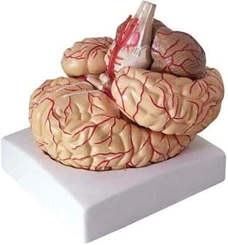 تشريح الدماغ البشري ونموذج الشريان الدماغي in Kuwait
