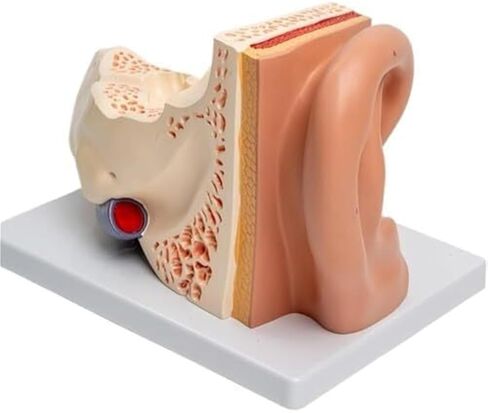 محاكاة ونموذج الأذن الخارجية والوسطى والداخلية الموسع، نموذج تشريحي للأذن البشرية in Kuwait