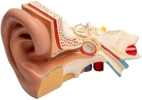 محاكاة ونموذج الأذن الخارجية والوسطى والداخلية الموسع، نموذج تشريحي للأذن البشرية in Kuwait