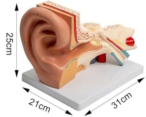 محاكاة ونموذج الأذن الخارجية والوسطى والداخلية الموسع، نموذج تشريحي للأذن البشرية in Kuwait