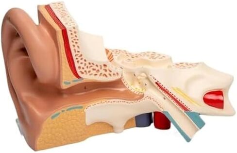 محاكاة ونموذج الأذن الخارجية والوسطى والداخلية الموسع، نموذج تشريحي للأذن البشرية in Kuwait