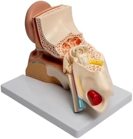 محاكاة ونموذج الأذن الخارجية والوسطى والداخلية الموسع، نموذج تشريحي للأذن البشرية in Kuwait