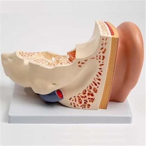 محاكاة ونموذج الأذن الخارجية والوسطى والداخلية الموسع، نموذج تشريحي للأذن البشرية in Kuwait