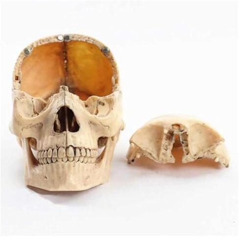 1: 2 نماذج تشريحية لجمجمة PVC، بما في ذلك 15 قطعة تجميع in Kuwait