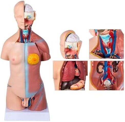 نموذج الجذع 45 سم الإنسان 23 أجزاء الجسم الهيكل العظمي بالحجم الطبيعي أداة التعليم الطبي in Kuwait