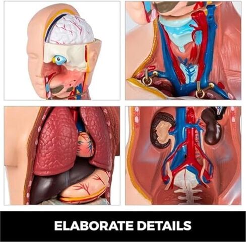 نموذج الجذع 45 سم الإنسان 23 أجزاء الجسم الهيكل العظمي بالحجم الطبيعي أداة التعليم الطبي in Kuwait