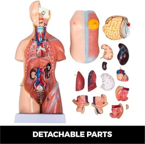 نموذج الجذع 45 سم الإنسان 23 أجزاء الجسم الهيكل العظمي بالحجم الطبيعي أداة التعليم الطبي in Kuwait
