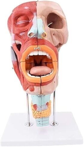 نموذج تشريح تجويف الأنف والفم والبلعوم والجهاز التنفسي in Kuwait