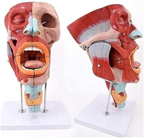 نموذج تشريح تجويف الأنف والفم والبلعوم والجهاز التنفسي in Kuwait