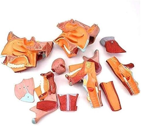 نموذج تشريح تجويف الأنف والفم والبلعوم والجهاز التنفسي in Kuwait