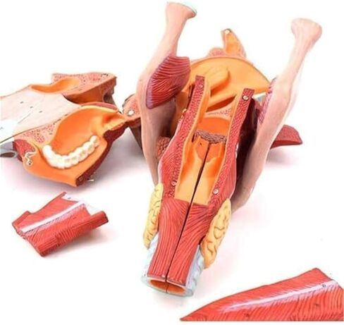 نموذج تشريح تجويف الأنف والفم والبلعوم والجهاز التنفسي in Kuwait