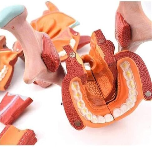 نموذج تشريح تجويف الأنف والفم والبلعوم والجهاز التنفسي in Kuwait