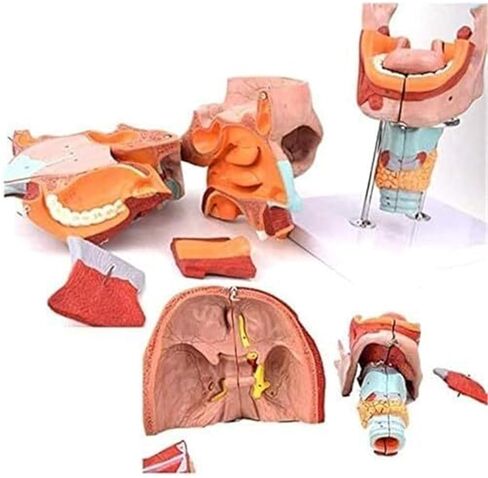 نموذج تشريح تجويف الأنف والفم والبلعوم والجهاز التنفسي in Kuwait