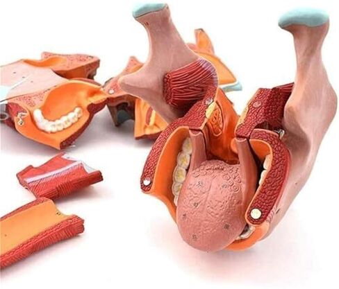 نموذج تشريح تجويف الأنف والفم والبلعوم والجهاز التنفسي in Kuwait