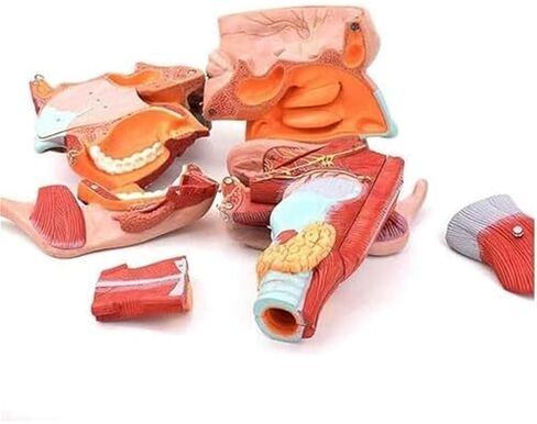 نموذج تشريح تجويف الأنف والفم والبلعوم والجهاز التنفسي in Kuwait