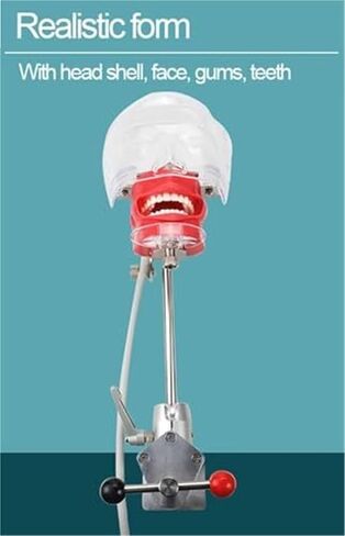 محاكي أسنان قابل للفصل مع تصميم تصريف، نموذج تدريب رأس فانتوم، يستخدم لتعليم وتدريب الأطباء in Kuwait
