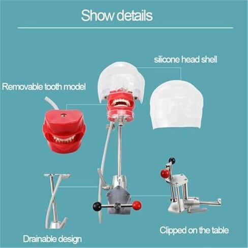 محاكي أسنان قابل للفصل مع تصميم تصريف، نموذج تدريب رأس فانتوم، يستخدم لتعليم وتدريب الأطباء in Kuwait