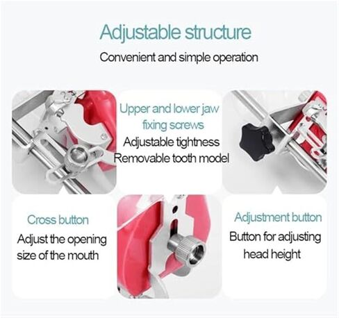 محاكي أسنان قابل للفصل مع تصميم تصريف، نموذج تدريب رأس فانتوم، يستخدم لتعليم وتدريب الأطباء in Kuwait