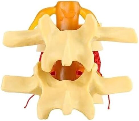 التغيرات التنكسية في العمود الفقري القطني البشري ونموذج العمود الفقري القطني التشريحي in Kuwait