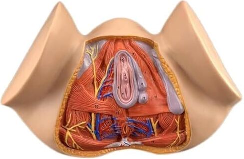 نموذج تشريح أمراض النساء بالحجم الطبيعي للأعضاء التناسلية الأنثوية، والتدريس الملون، والتعليم الطبي in Kuwait