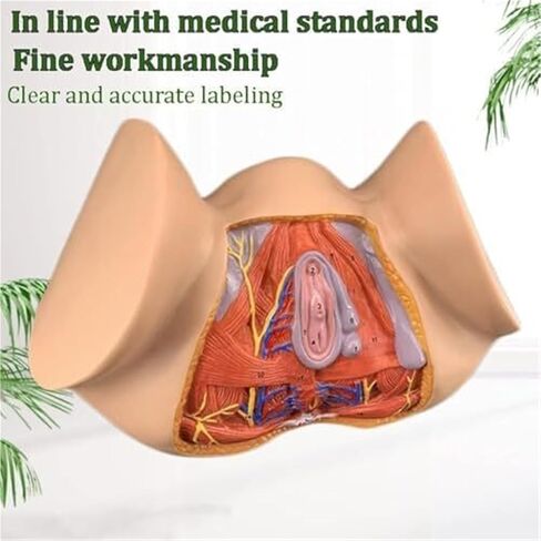 نموذج تشريح أمراض النساء بالحجم الطبيعي للأعضاء التناسلية الأنثوية، والتدريس الملون، والتعليم الطبي in Kuwait