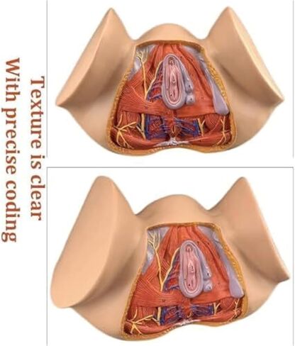 نموذج تشريح أمراض النساء بالحجم الطبيعي للأعضاء التناسلية الأنثوية، والتدريس الملون، والتعليم الطبي in Kuwait