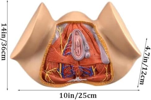 نموذج تشريح أمراض النساء بالحجم الطبيعي للأعضاء التناسلية الأنثوية، والتدريس الملون، والتعليم الطبي in Kuwait