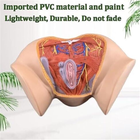 نموذج تشريح أمراض النساء بالحجم الطبيعي للأعضاء التناسلية الأنثوية، والتدريس الملون، والتعليم الطبي in Kuwait