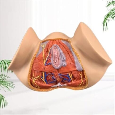 نموذج تشريح أمراض النساء بالحجم الطبيعي للأعضاء التناسلية الأنثوية، والتدريس الملون، والتعليم الطبي in Kuwait