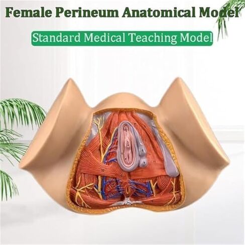 نموذج تشريح أمراض النساء بالحجم الطبيعي للأعضاء التناسلية الأنثوية، والتدريس الملون، والتعليم الطبي in Kuwait